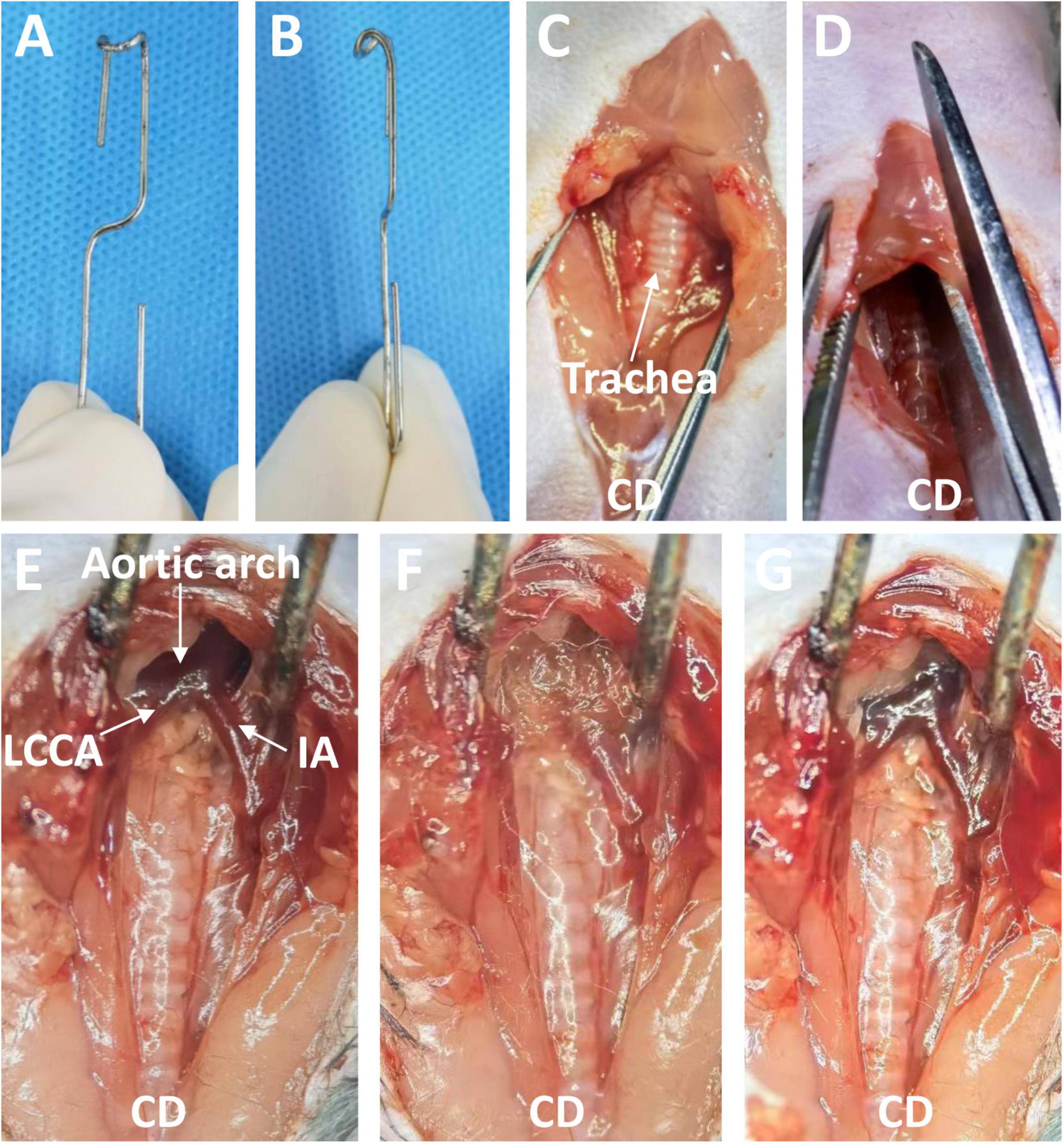 Murine model of elastase-induced proximal thoracic aortic aneurysm through a midline incision in the anterior neck